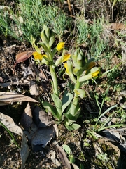 Chloraea disoides