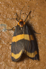 Eudesmia cypris