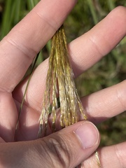 Miscanthus sacchariflorus