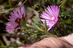 Lampranthus elegans