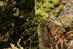 Vittaria lineata image