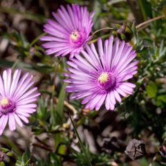 Lampranthus elegans