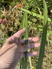 Miscanthus sacchariflorus