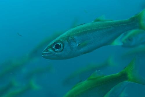 Atlantic Horse Mackerel