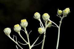 Senecio cinerascens