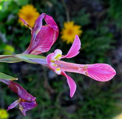 Gladiolus virescens