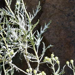 Senecio cinerascens