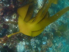 Laminaria pallida