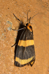 Eudesmia cypris