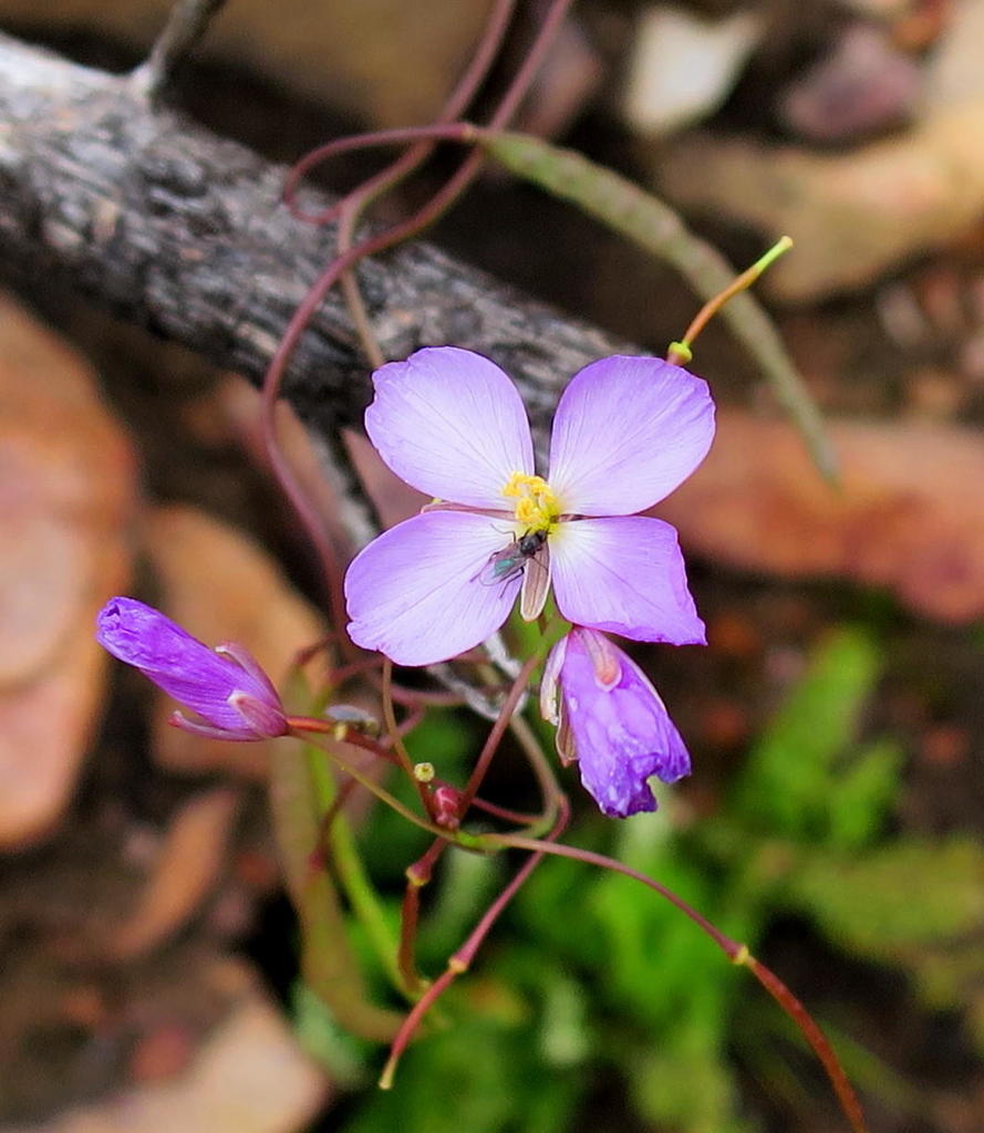 Fleshy Sunspurge