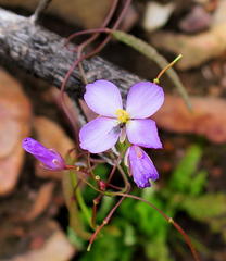 Heliophila carnosa