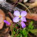 Heliophila carnosa - Photo Δεν διατηρούνται δικαιώματα, uploaded by Di Turner