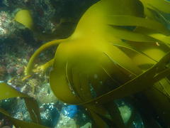 Laminaria pallida