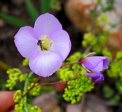 Heliophila carnosa