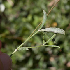 Lotononis prostrata