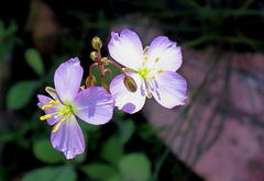 Heliophila carnosa