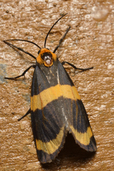 Eudesmia cypris
