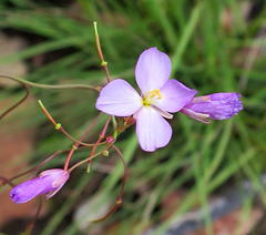 Heliophila carnosa