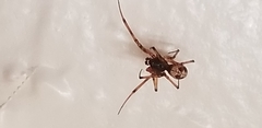 Steatoda