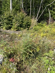 Miscanthus sacchariflorus