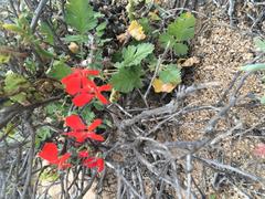 Pelargonium fulgidum