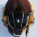 Trichostetha fascicularis prunipennis - Photo (c) riana60, algunos derechos reservados (CC BY-NC)