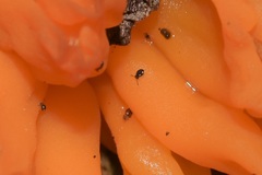 Sminthurinus quadrimaculatus