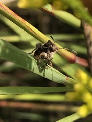 Merocoris