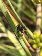 Merocoris