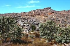 Widdringtonia wallichii