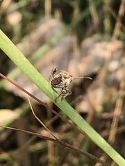 Merocoris