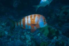 Chrysoblephus gibbiceps