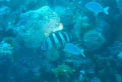 Diplodus hottentotus