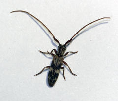 Eunidia strigata