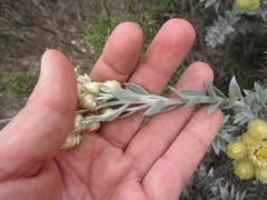 Achyranthemum mucronatum