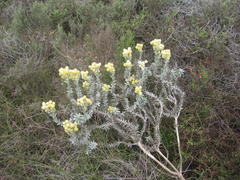 Achyranthemum mucronatum