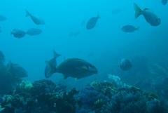 Chirodactylus brachydactylus