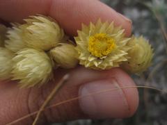 Achyranthemum mucronatum