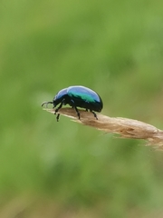 Chrysolina coerulans