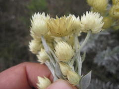 Achyranthemum mucronatum