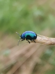 Chrysolina coerulans
