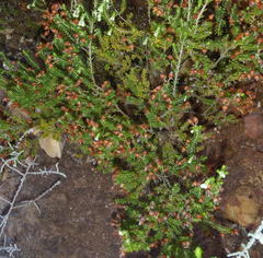 Erica glomiflora glomiflora