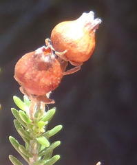 Erica glomiflora glomiflora