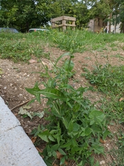Sonchus oleraceus