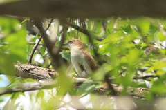 Coccyzus erythropthalmus