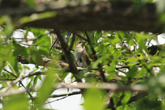 Coccyzus erythropthalmus