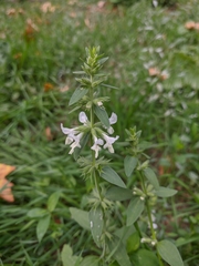 Stachys annua
