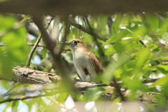 Coccyzus erythropthalmus