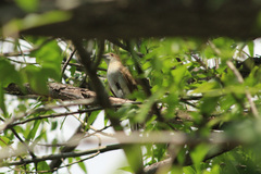 Coccyzus erythropthalmus