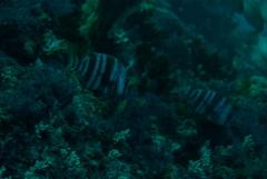 Chrysoblephus gibbiceps